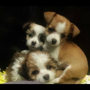 Meet your Posher, Jane